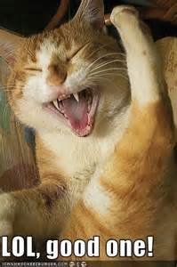 catsy.jpg
