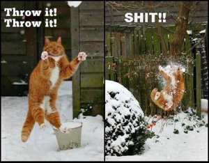 31928-Funny-Cat.jpg