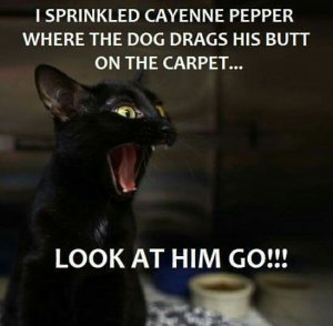 cat funnies Look at him go.jpg