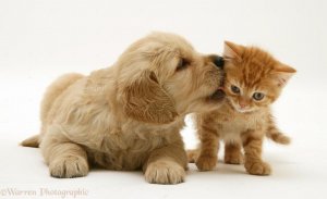 24812-Golden-Retriever-pup-with-ginger-kitten-white-background.jpg