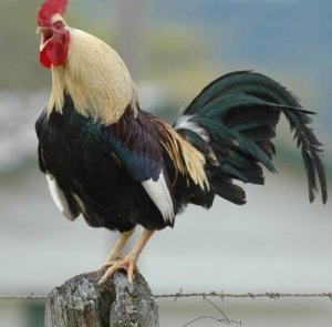 rooster400x393.jpg