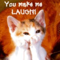 cat_laugh.gif