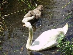 swan and cygnet 1.JPG swan and cygnet 1.JPG