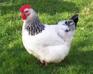 chicken.jpg