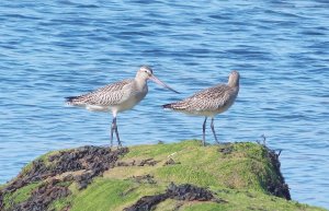 curlews.jpg