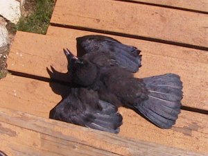 odin_sunbathe.jpg