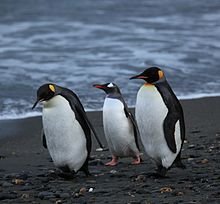 penguins.jpg