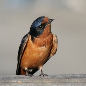 Barn swallow.jpg