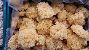 strangemushrooms.jpg strangemushrooms.jpg