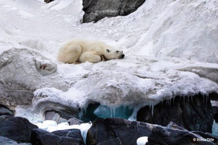 polar bear.jpeg