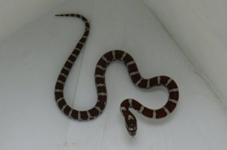 snake closeup.JPG snake closeup.JPG