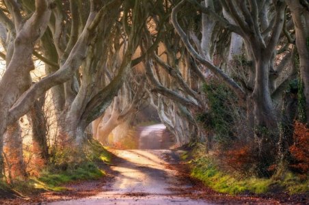 dark hedges.jpg