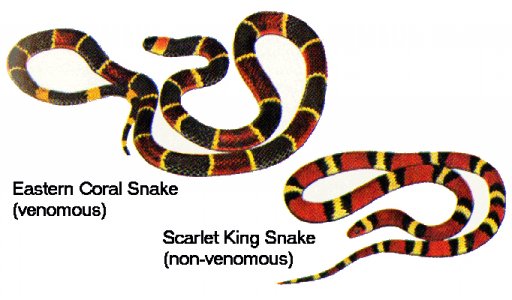 Coral_snake_&_King_snake_mimic.jpg