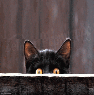 pam.gif