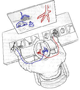 Split brain.3.jpg