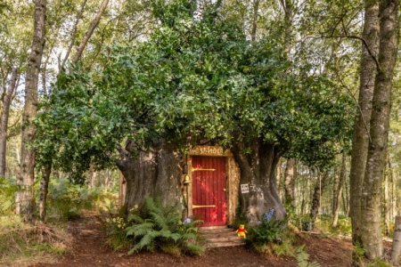 tree house.jpg