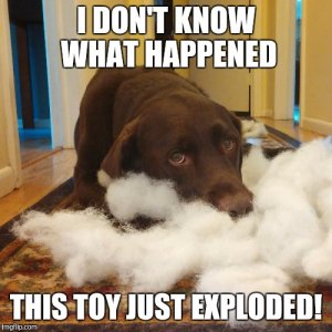 black+lab+funny+joke+and+meme.jpg
