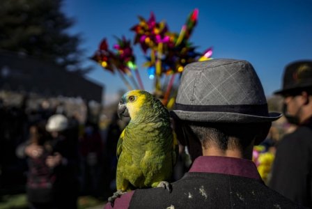 parrot.jpg