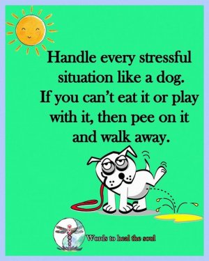 Dog pe on it.jpg