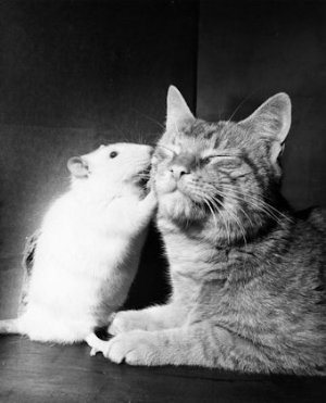 Whisper @.jpg