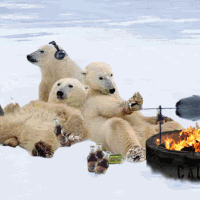 polarbear.gif.gif