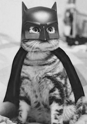 Batcat @.jpg