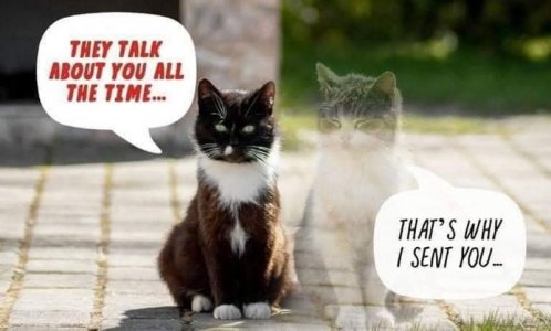 cattitude092921a.jpg