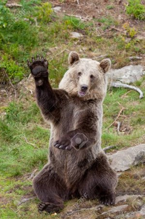 117192115-friendly-brown-bear-sitting-and-waving-a-paw-ursus-arctos-beringianus-.jpg