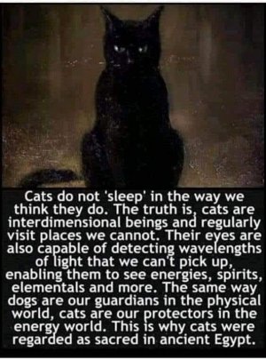 cattitude092121.jpg