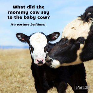 cow-jokes-bedtime.1.jpg