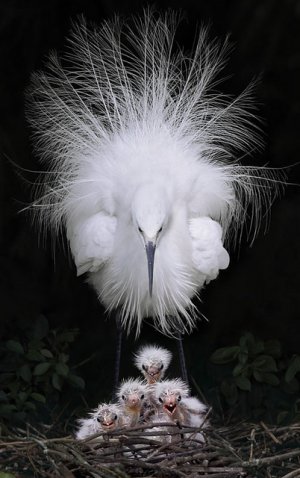 A-Little-Egrets.jpg