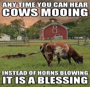 cows mooing.jpg