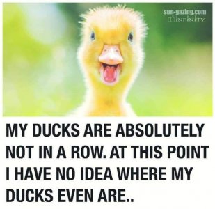 Ducks in a Row.jpg