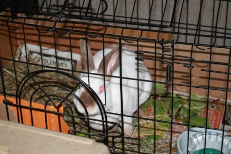 bunnyboy.JPG