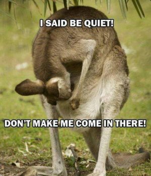 roo.jpg
