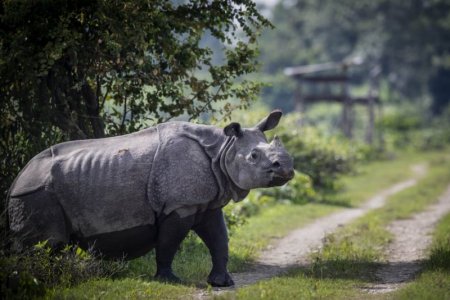 rhino.jpg