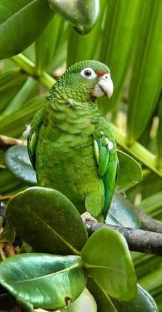 parrot22.jpg