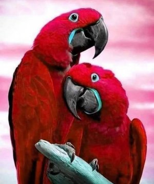 redparrots.jpg