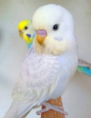 parakeets.jpg