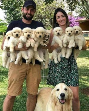 familydogs.jpg