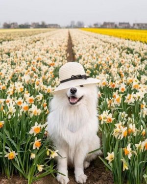 dogdaffodils.jpg