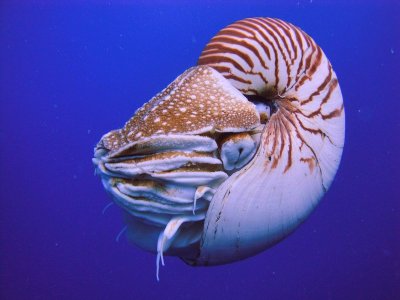 __opt__aboutcom__coeus__resources__content_migration__mnn__images__2016__08__1200px-Nautilus_P...jpg