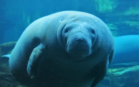manatee.jpg