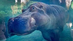 hippo.jpg