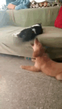 0a423d951b808e8c470adbdd03cc1e8d_w200.gif