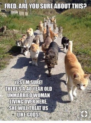 cattitude092721.jpg