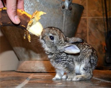cute-bunny-pictures-009.jpg