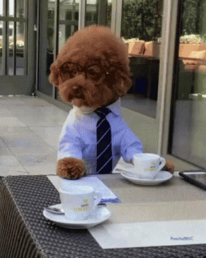 funny-animals-ready-to-go.gif