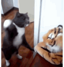 cat-punch.gif