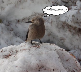 coffee.jpg